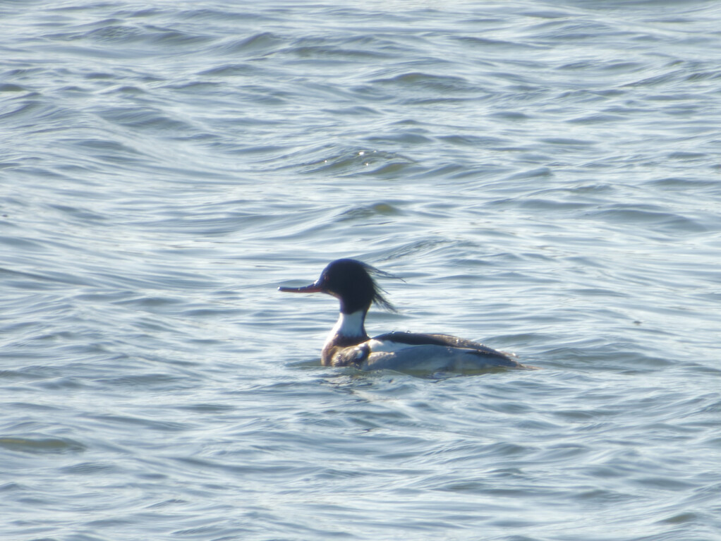 Photo of Red Breasted Merganser